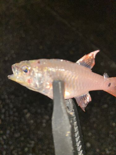 ネンブツダイの釣果