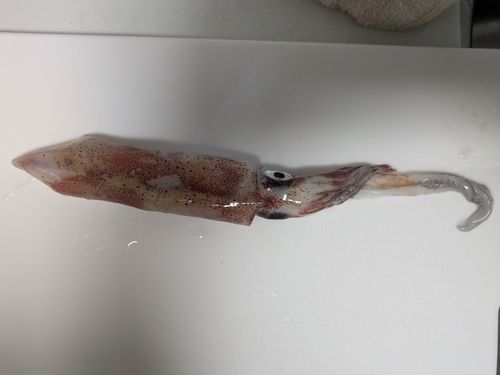 ケンサキイカの釣果