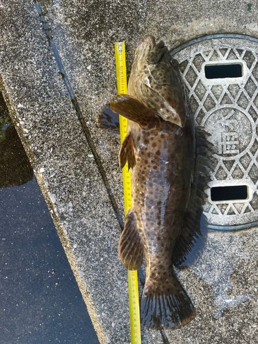 チャイロマルハタの釣果