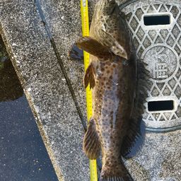 チャイロマルハタ