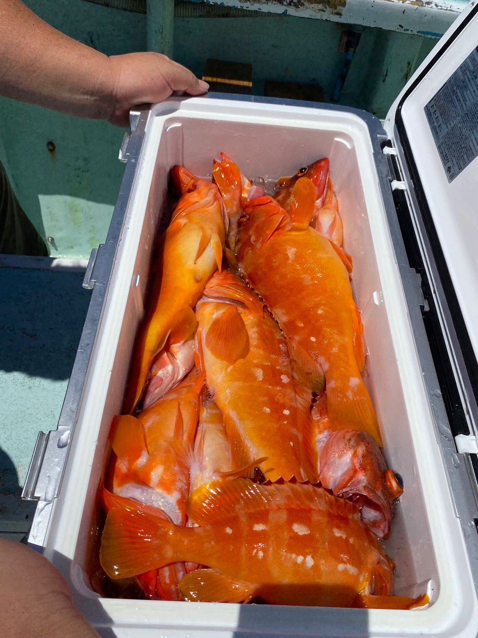 KUDOHさんの釣果 1枚目の画像