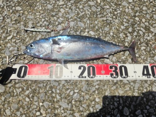 カツオの釣果
