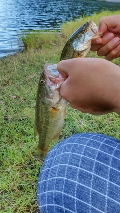 ブラックバスの釣果