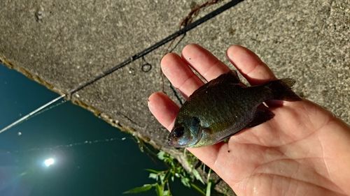 ブルーギルの釣果