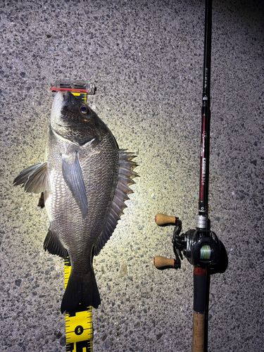 チヌの釣果
