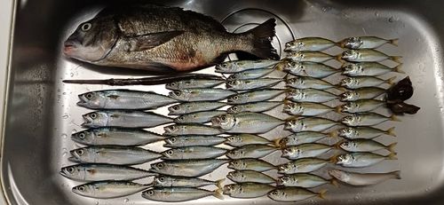 クロダイの釣果