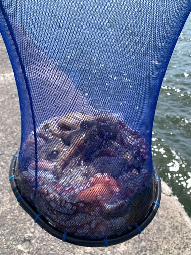 タコの釣果