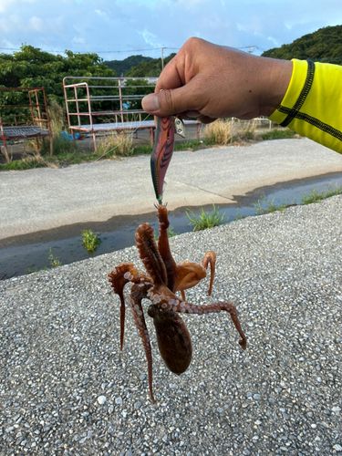 マダコの釣果