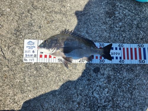 クロダイの釣果