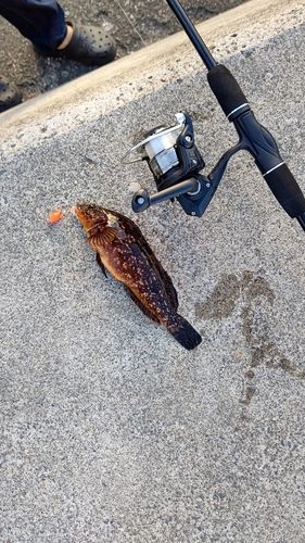 アイナメの釣果