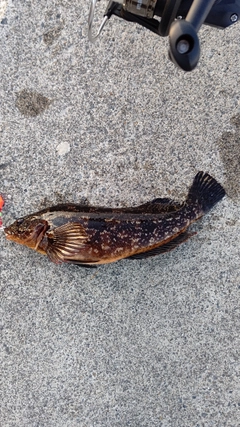 アイナメの釣果