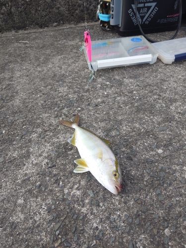 ネリゴの釣果
