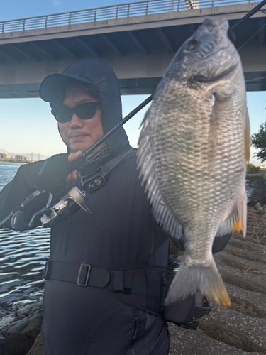 キビレの釣果