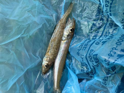 キスの釣果