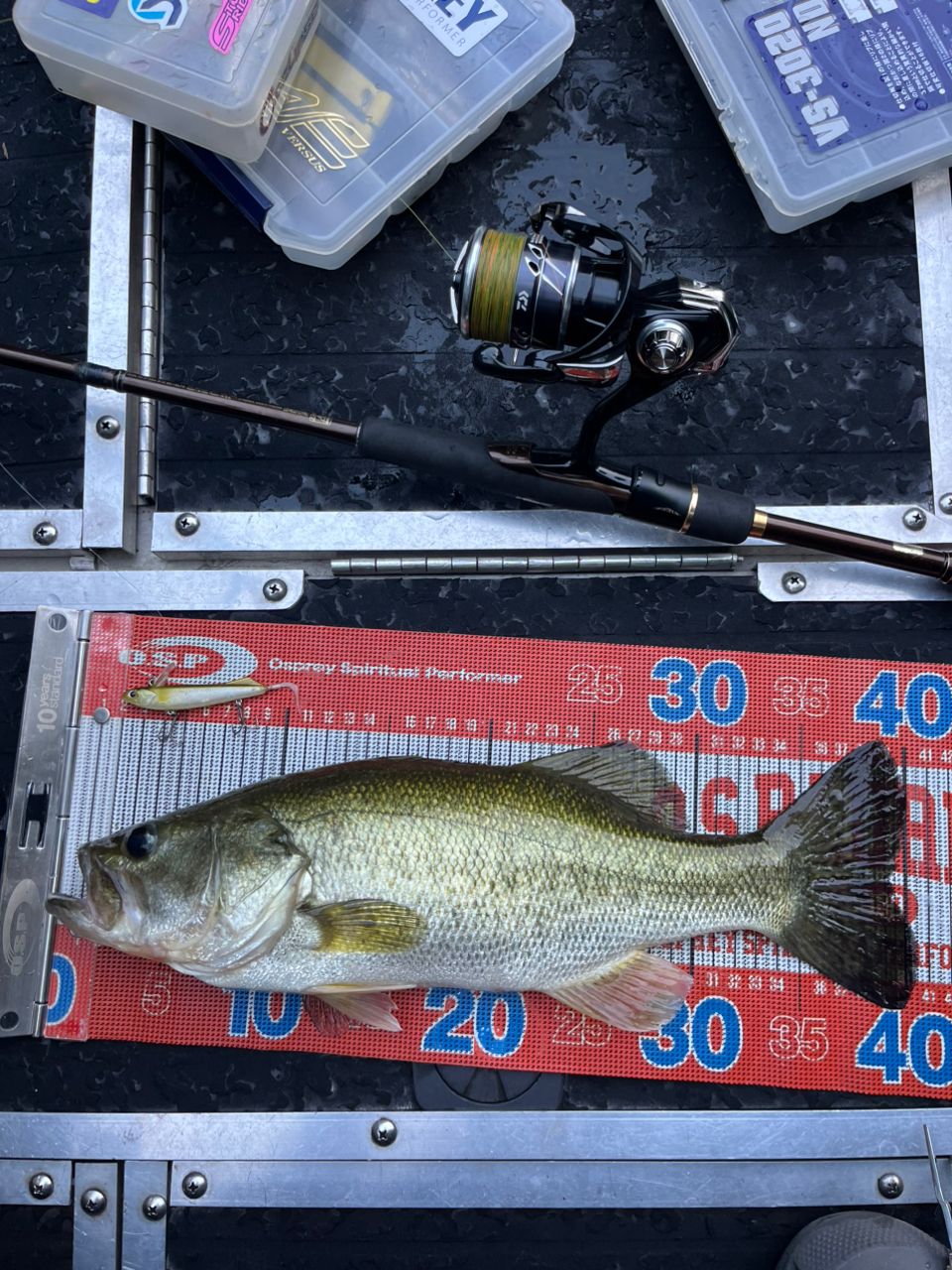 ラージマウスバス