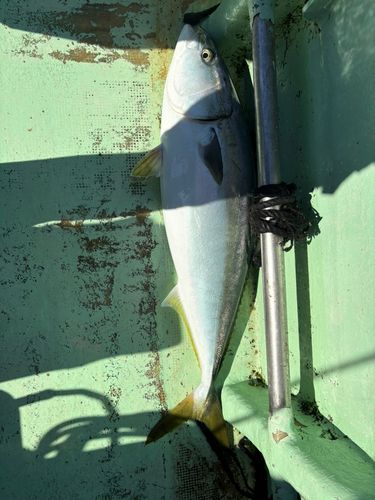 ブリの釣果