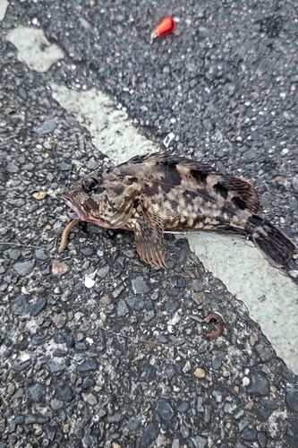 キスの釣果