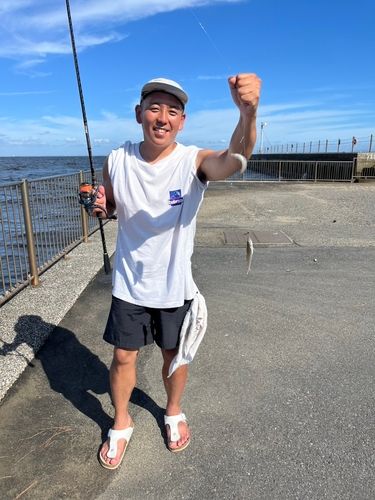 シロギスの釣果