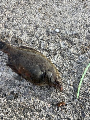 アイナメの釣果