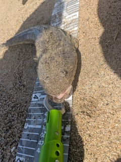 マゴチの釣果