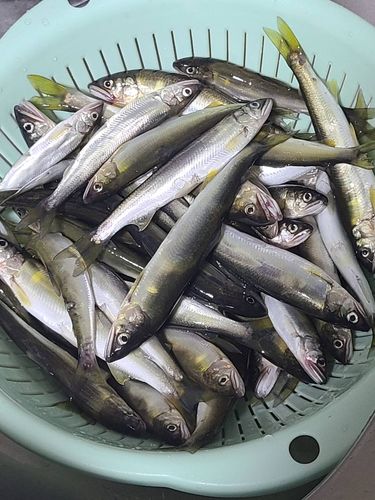 チアユの釣果