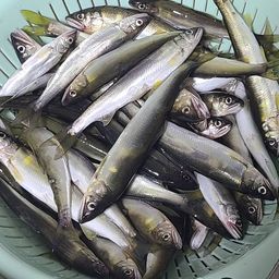 チアユ