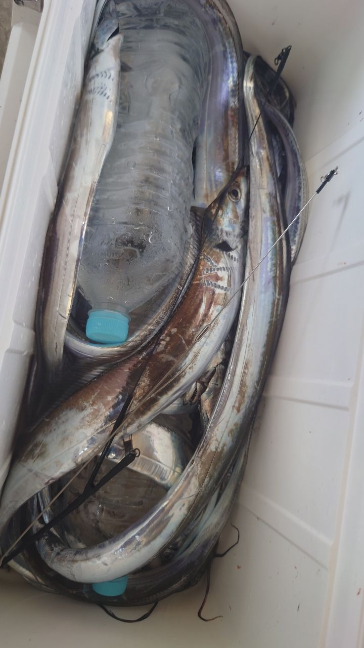 Logi-Wingさんの釣果 2枚目の画像