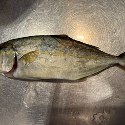 ショゴ