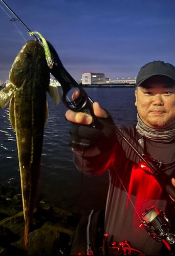 マゴチの釣果