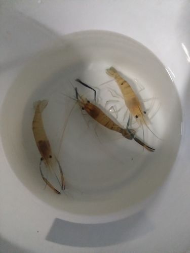 オニテナガエビの釣果