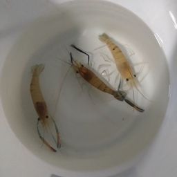 オニテナガエビ