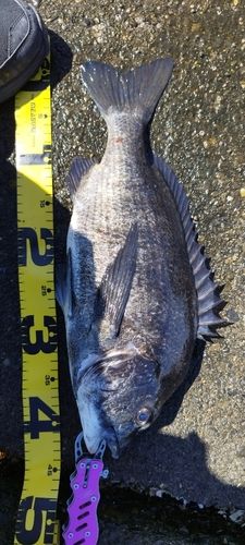 クロダイの釣果