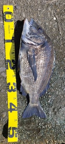 クロダイの釣果