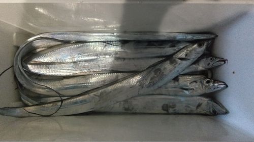 タチウオの釣果