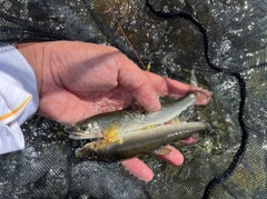 アユの釣果