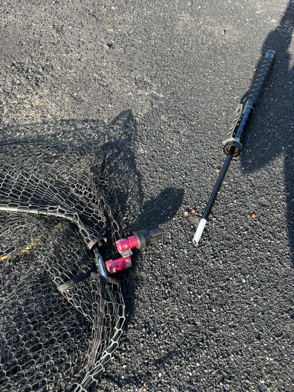 クロダイ