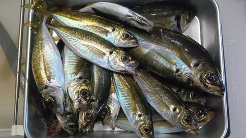 アジの釣果