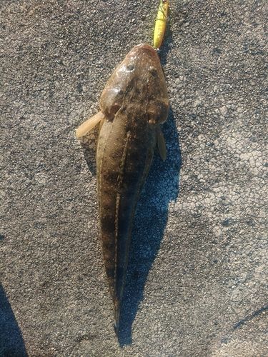 マゴチの釣果