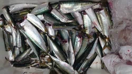 サバの釣果