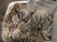 マダコの釣果