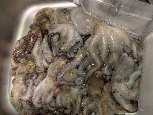 マダコの釣果
