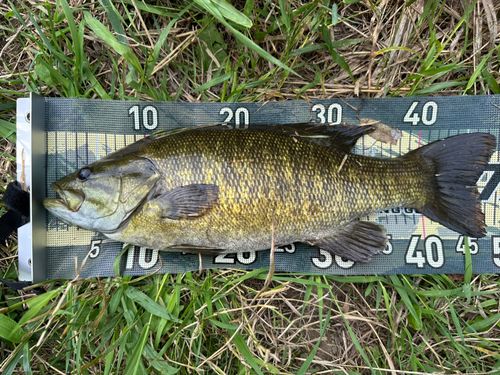 スモールマウスバス