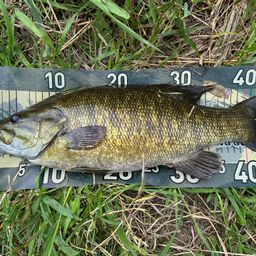 スモールマウスバス