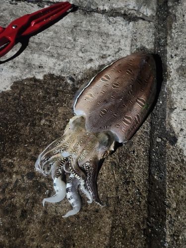 モンゴイカの釣果
