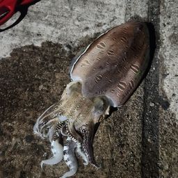 モンゴイカ