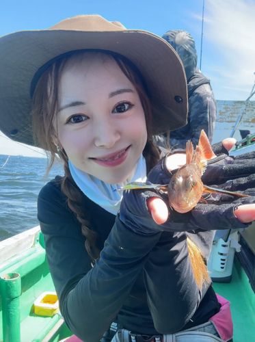 ホウボウの釣果