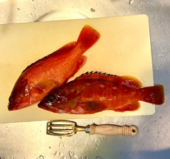 アカハタの釣果