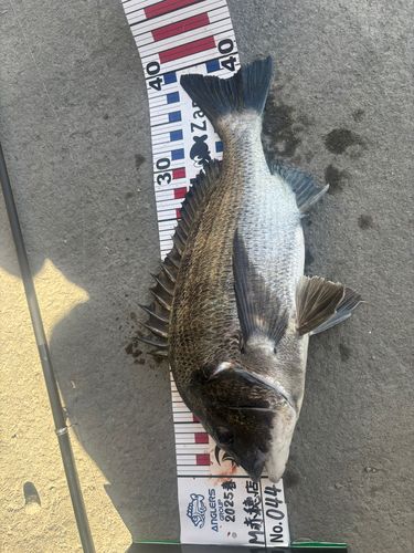 クロダイの釣果