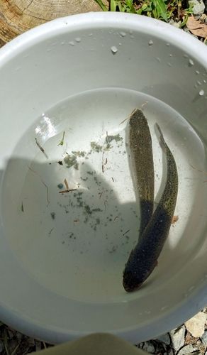 ニジマスの釣果