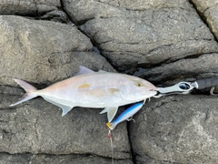 ネリゴの釣果